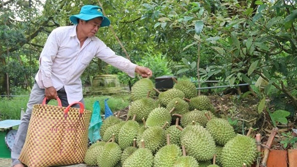 Vietnam's agricultural products face more difficulties in export to China